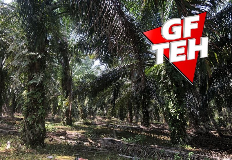 10.92 Acres | Agricultural land | Kulim | Kedah Rm17psf dn