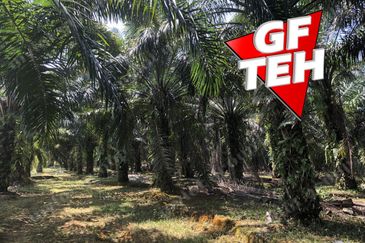 10.92 Acres | Agricultural land | Kulim | Kedah Rm17psf dn