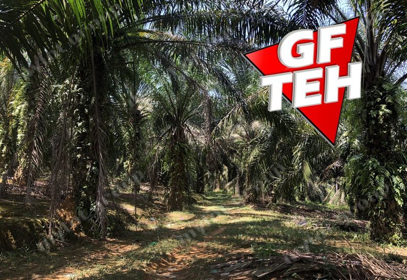 10.92 Acres | Agricultural land | Kulim | Kedah Rm17psf dn