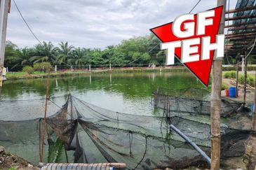 3.7 acres 3 Big Fish Ponds with Extra Land | Nibong Tebal | Penang b