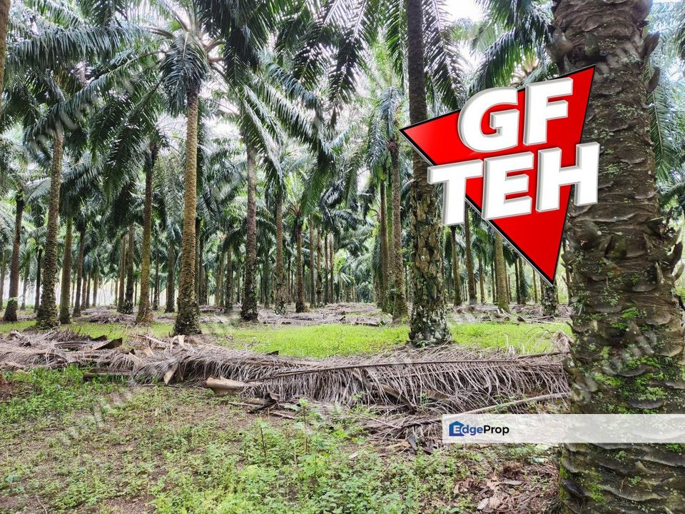 24.565 Relung | Agricultural Land | Pendang | Kedah Rm3.23psf b, Kedah, Pendang