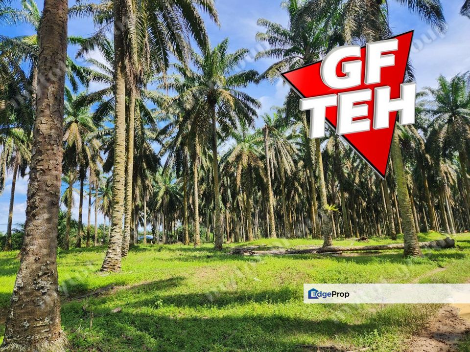 25.67  Main Road | Agricultural Land | Selama | Perak Rm4psf, Perak, Selama