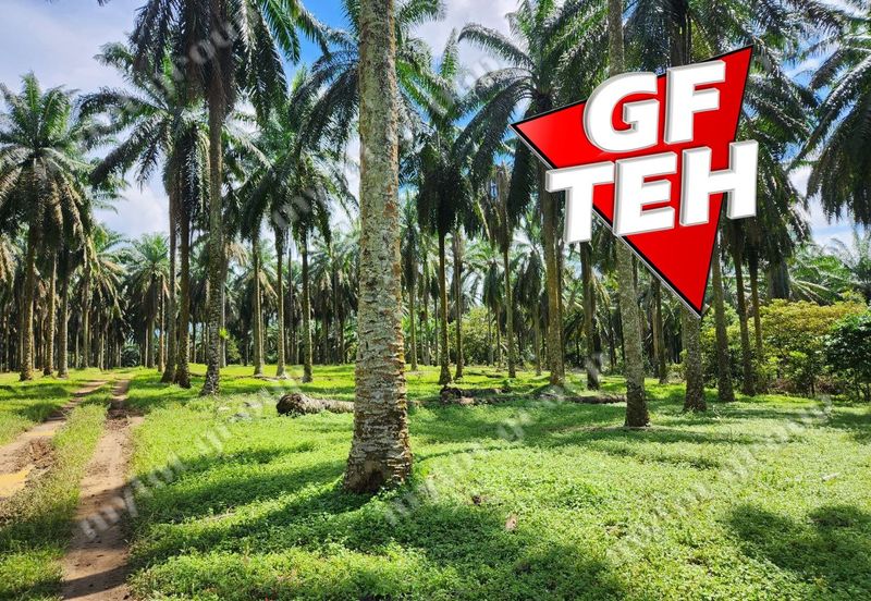 25.67  Main Road | Agricultural Land | Selama | Perak Rm4psf