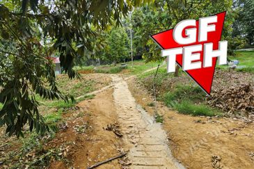 5 acres Durian Plantation | Musang King & Black Thorn | 猫山王 & 黑刺 | Kuala Kangsar Rm11.94psf