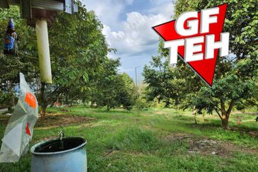 5 acres Durian Plantation | Musang King & Black Thorn | 猫山王 & 黑刺 | Kuala Kangsar Rm11.94psf