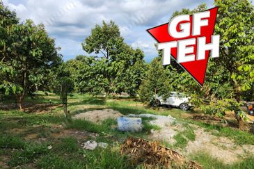 5 acres Durian Plantation | Musang King & Black Thorn | 猫山王 & 黑刺 | Kuala Kangsar Rm11.94psf