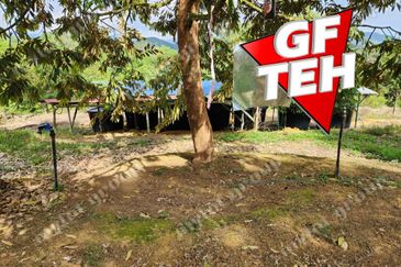 5 acres Durian Plantation | Musang King & Black Thorn | 猫山王 & 黑刺 | Kuala Kangsar Rm11.94psf