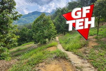 5 acres Durian Plantation | Musang King & Black Thorn | 猫山王 & 黑刺 | Kuala Kangsar Rm11.94psf