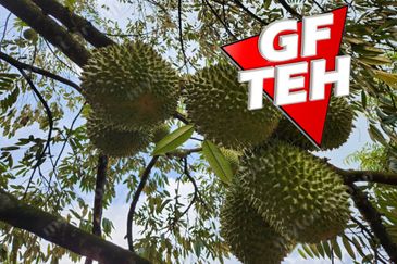 5 acres Durian Plantation | Musang King & Black Thorn | 猫山王 & 黑刺 | Kuala Kangsar Rm11.94psf