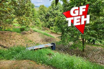 5 acres Durian Plantation | Musang King & Black Thorn | 猫山王 & 黑刺 | Kuala Kangsar Rm11.94psf