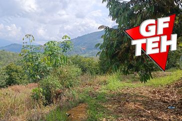 5 acres Durian Plantation | Musang King & Black Thorn | 猫山王 & 黑刺 | Kuala Kangsar Rm11.94psf