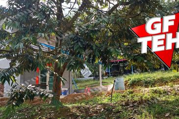 5 acres Durian Plantation | Musang King & Black Thorn | 猫山王 & 黑刺 | Kuala Kangsar Rm11.94psf