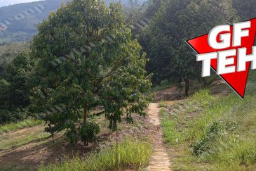 5 acres Durian Plantation | Musang King & Black Thorn | 猫山王 & 黑刺 | Kuala Kangsar Rm11.94psf