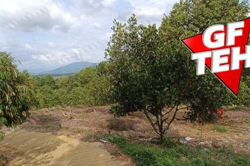 5 acres Durian Plantation | Musang King & Black Thorn | 猫山王 & 黑刺 | Kuala Kangsar Rm11.94psf