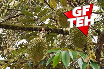 5 acres Durian Plantation | Musang King & Black Thorn | 猫山王 & 黑刺 | Kuala Kangsar Rm11.94psf
