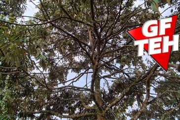 5 acres Durian Plantation | Musang King & Black Thorn | 猫山王 & 黑刺 | Kuala Kangsar Rm11.94psf