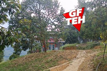 5 acres Durian Plantation | Musang King & Black Thorn | 猫山王 & 黑刺 | Kuala Kangsar Rm11.94psf