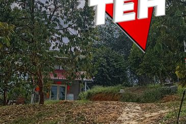 5 acres Durian Plantation | Musang King & Black Thorn | 猫山王 & 黑刺 | Kuala Kangsar Rm11.94psf