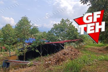 5 acres Durian Plantation | Musang King & Black Thorn | 猫山王 & 黑刺 | Kuala Kangsar Rm11.94psf