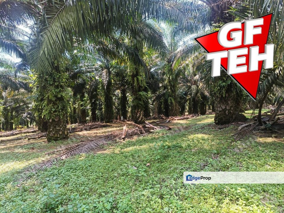 16.7 acres | Agricultural land | Tasek | Simpang Ampat | Junjong | Penang J, Penang, Simpang Ampat