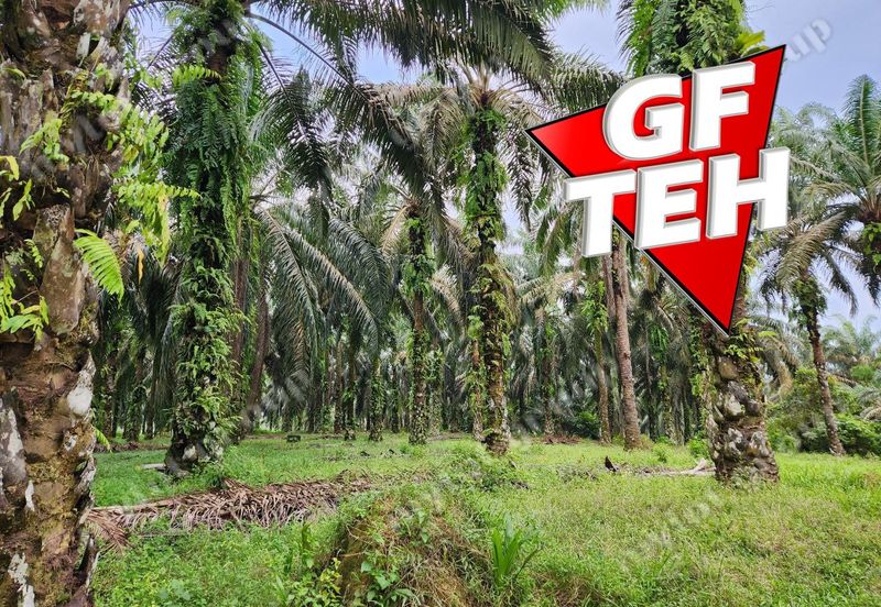 8.457 acres Agricultural Land Selama Perak Rm3.68psf