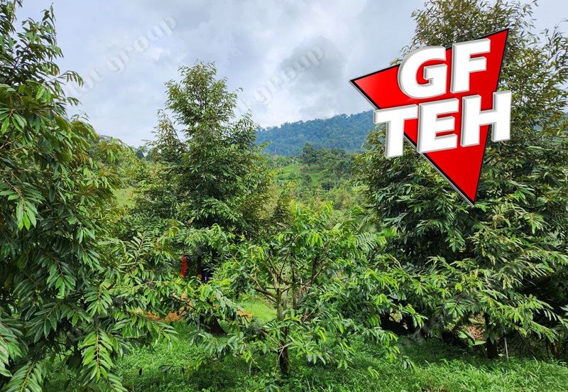 18.287 acres Kamunting | Perak | Durian Plantation | Malaysia Agricultural Awards b