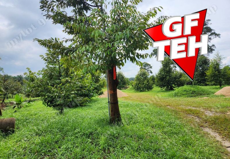 18.287 acres Kamunting | Perak | Durian Plantation | Malaysia Agricultural Awards b