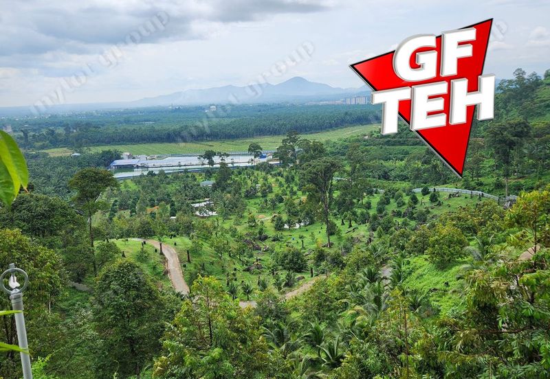 18.287 acres Kamunting | Perak | Durian Plantation | Malaysia Agricultural Awards b