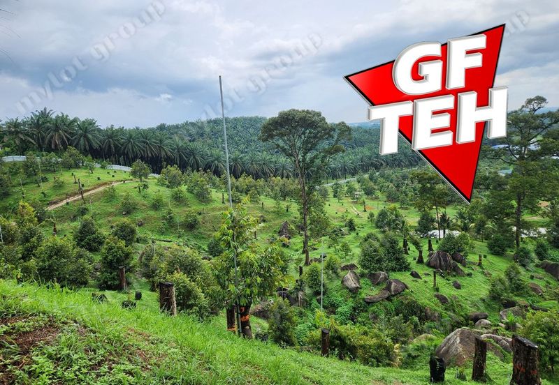 18.287 acres Kamunting | Perak | Durian Plantation | Malaysia Agricultural Awards b