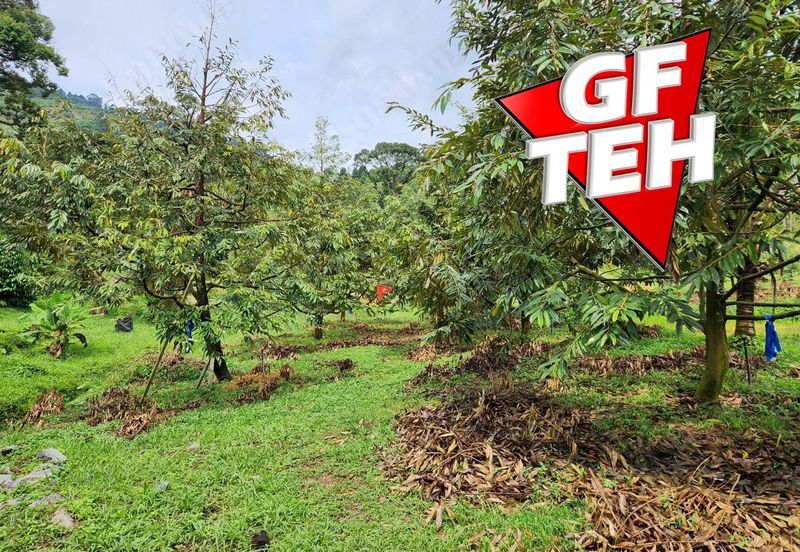 18.287 acres Kamunting | Perak | Durian Plantation | Malaysia Agricultural Awards b