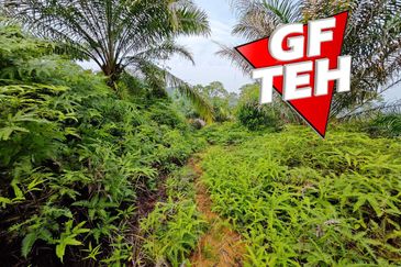 16.64 Acres Agricultural Land | Selama | Perak 1.8 psf t