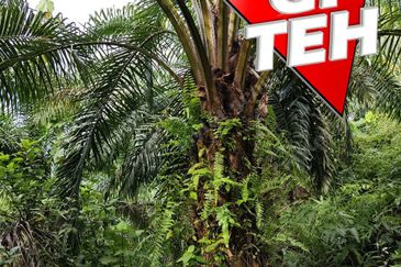 16.64 Acres Agricultural Land | Selama | Perak 1.8 psf t