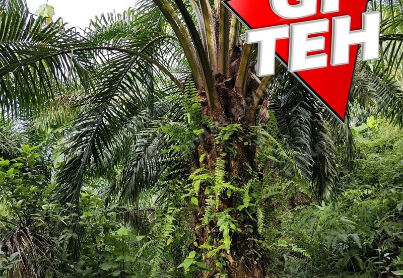 16.64 Acres Agricultural Land | Selama | Perak 1.8 psf t