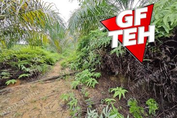 16.64 Acres Agricultural Land | Selama | Perak 1.8 psf t