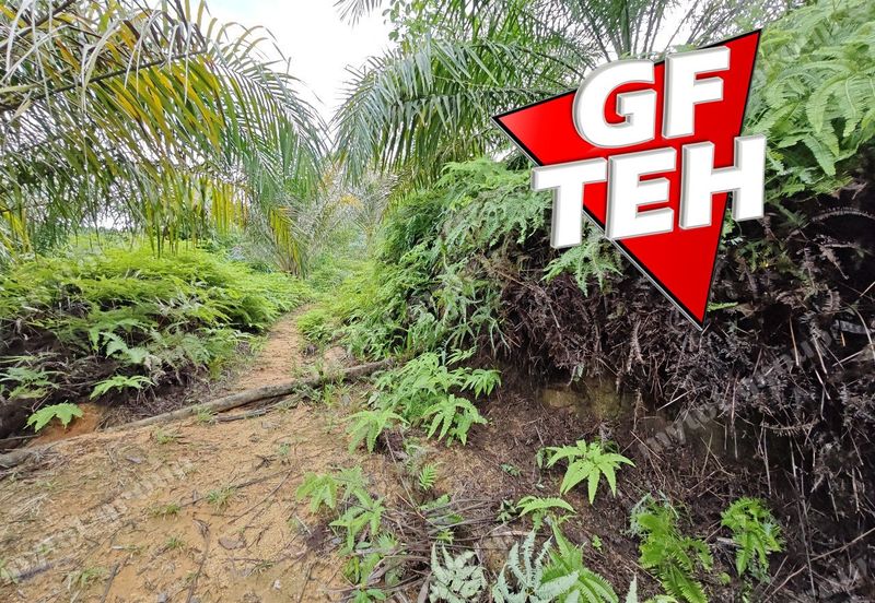 16.64 Acres Agricultural Land | Selama | Perak 1.8 psf t