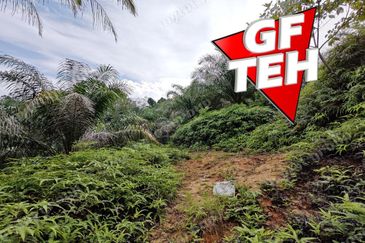 16.64 Acres Agricultural Land | Selama | Perak 1.8 psf t