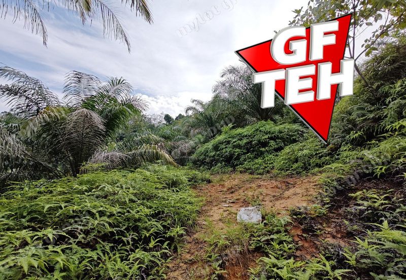 16.64 Acres Agricultural Land | Selama | Perak 1.8 psf t