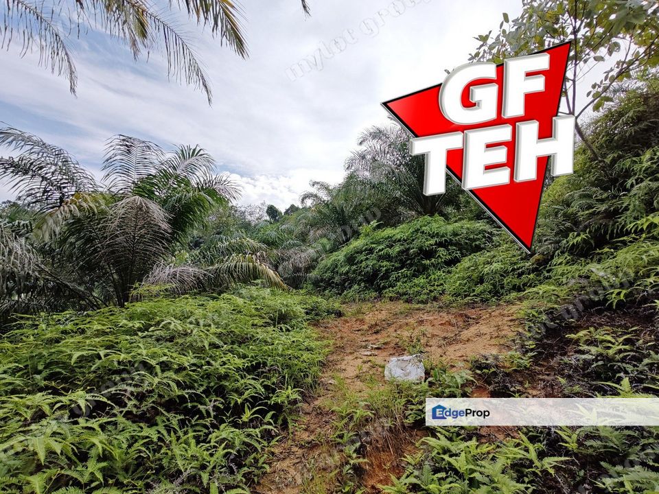 16.64 Acres Agricultural Land | Selama | Perak 1.8 psf t, Perak, Selama