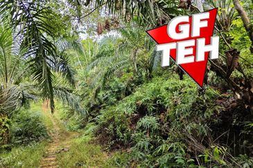 16.64 Acres Agricultural Land | Selama | Perak 1.8 psf t
