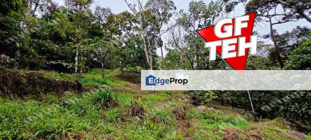 30 acre Durian Farm Balik Pulau 13.50psf only, Penang, Balik Pulau