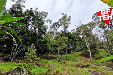 Balik Pulau / Teluk Bahang