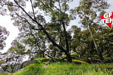 Balik Pulau / Teluk Bahang