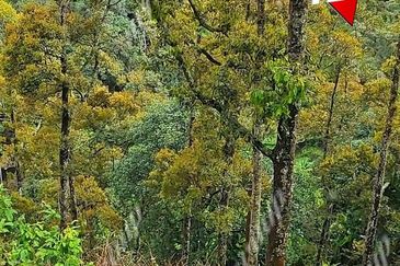 Balik Pulau / Teluk Bahang