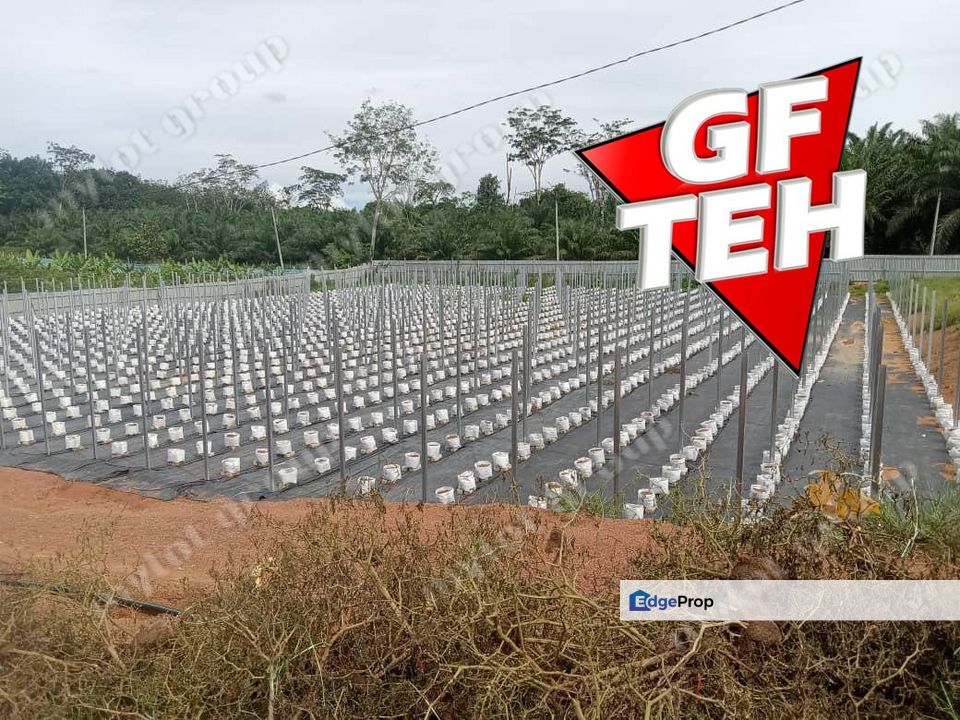 3.7 acres | Flat Agricultural Land with Ditch  | Bukit Selambau | Kedah  a, Kedah, Sungai Petani