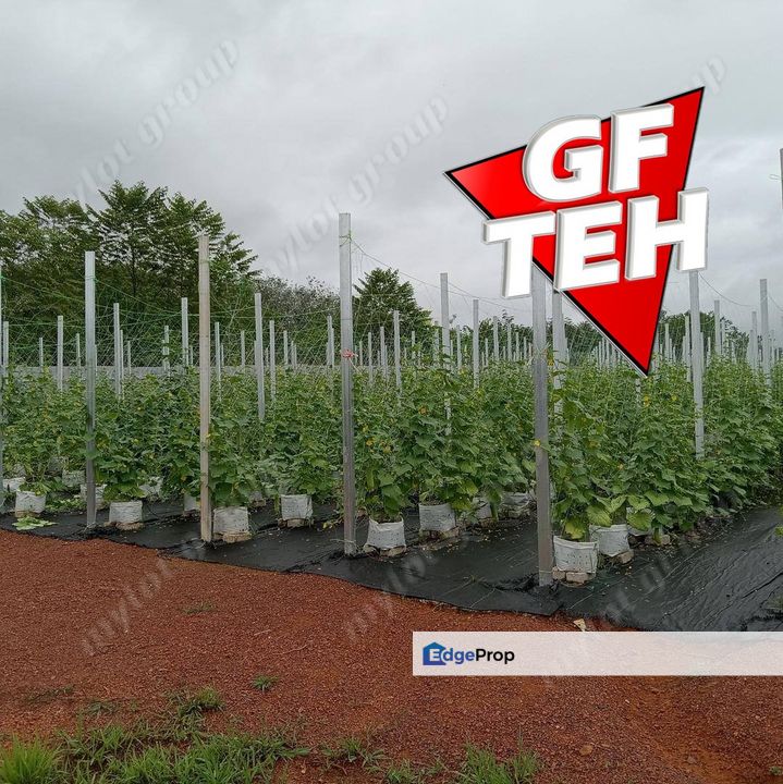 3.7 acres | Flat Agricultural Land with Ditch  | Bukit Selambau | Kedah  a, Kedah, Sungai Petani