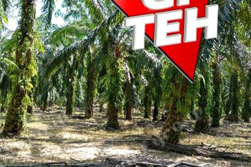 11.62 acres Agricultural land | Palm oil Plantation | Selama | Perak Rm1.94psf