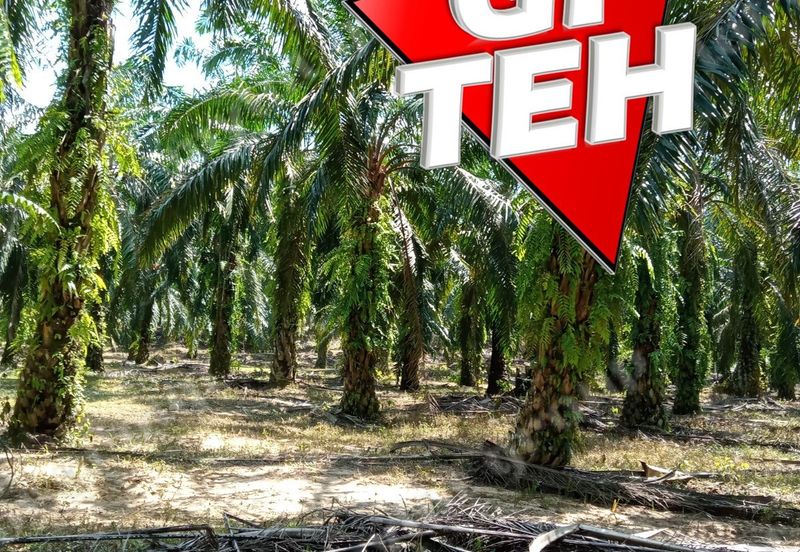 11.62 acres Agricultural land | Palm oil Plantation | Selama | Perak Rm1.94psf