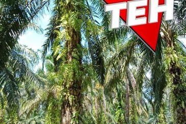 11.62 acres Agricultural land | Palm oil Plantation | Selama | Perak Rm1.94psf