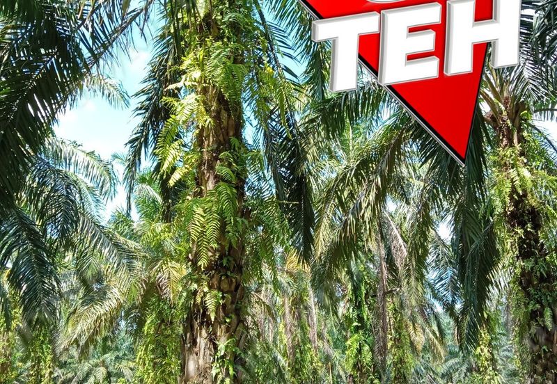 11.62 acres Agricultural land | Palm oil Plantation | Selama | Perak Rm1.94psf