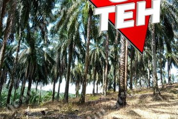 11.62 acres Agricultural land | Palm oil Plantation | Selama | Perak Rm1.94psf